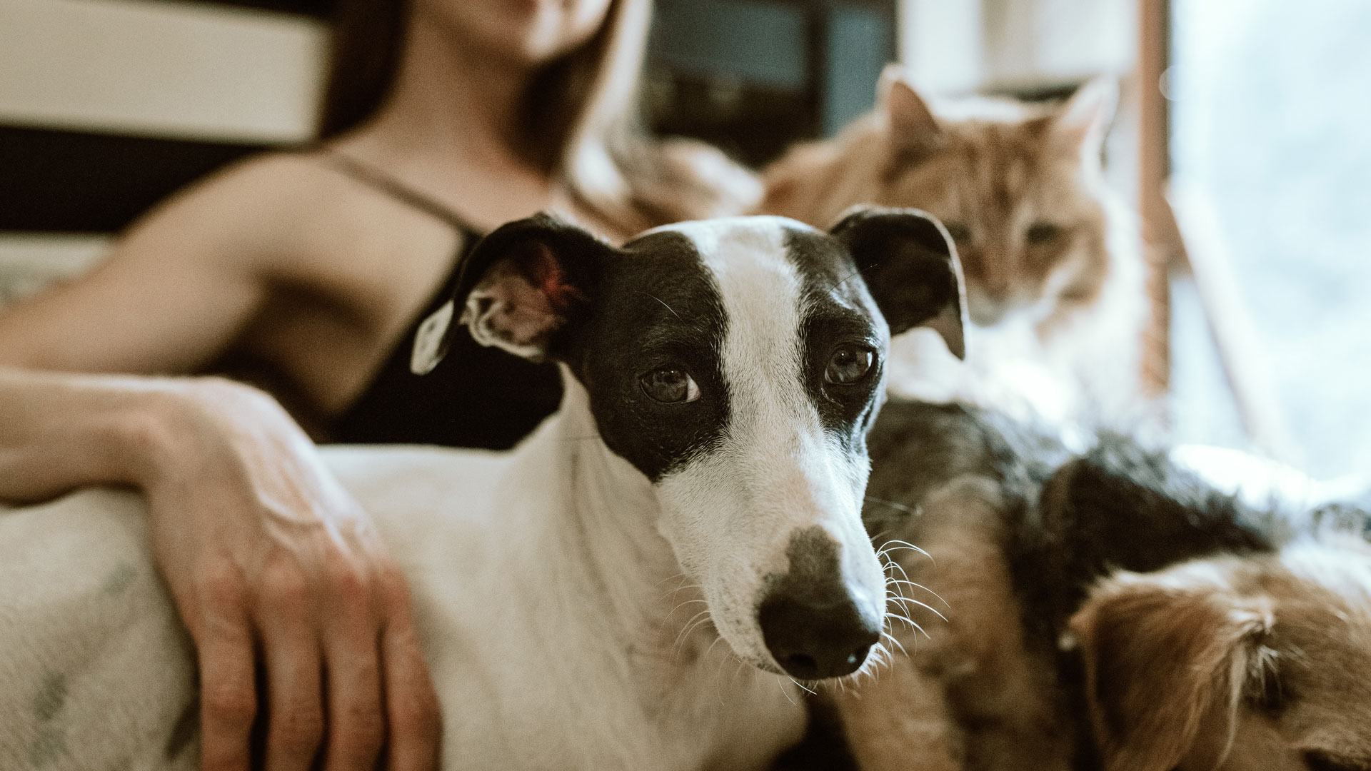 Dog and cat being hugged by woman in background