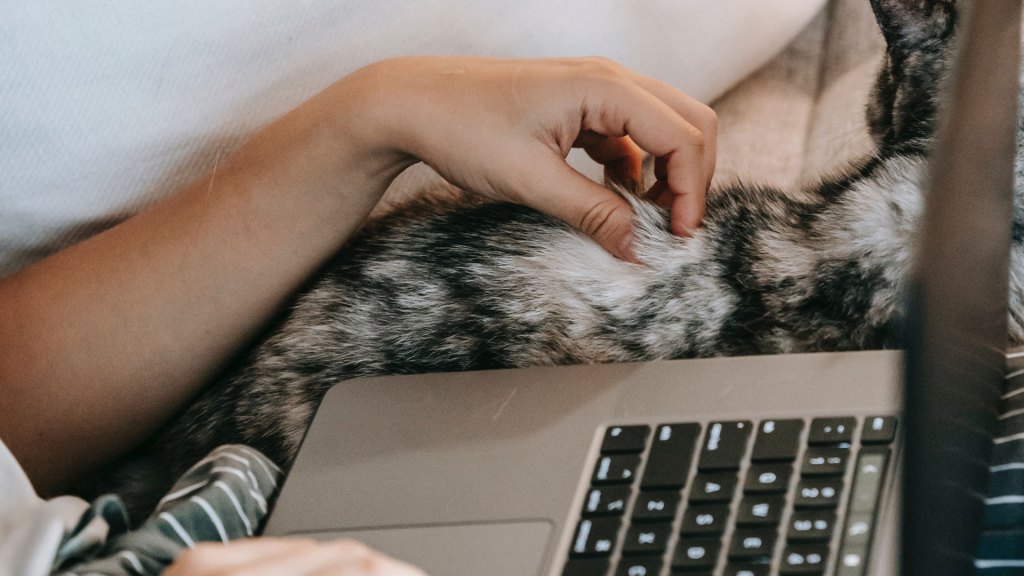 Close-up of person's hands on laptop while also stroking a cat