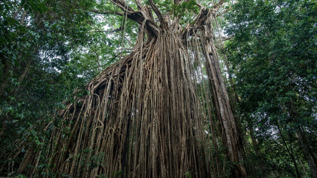 Strangler fig that has seeded and grown down host tree